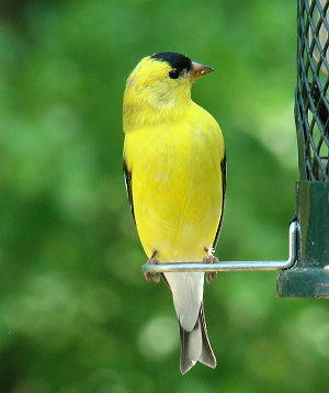 Male goldfinch in April