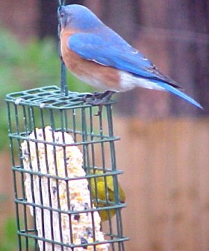 male bluebird and almost hidden pine warbler