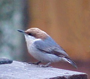 brown headed nuthatch