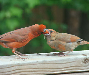 Cardinal feeding #1