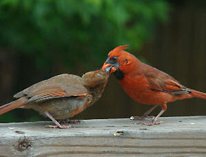 Cardinal feeding #2
