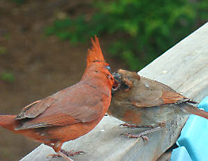 Cardinal feeding #3