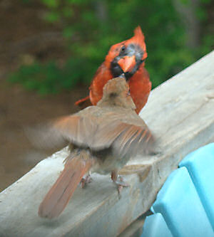 Young cardinal flutters to be fed.
