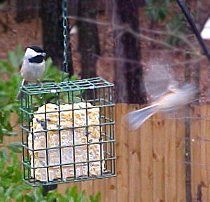 chickadee and flying titmouse