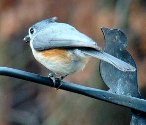 Titmouse with seed.