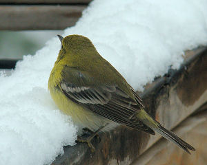 Pine warbler in the snow