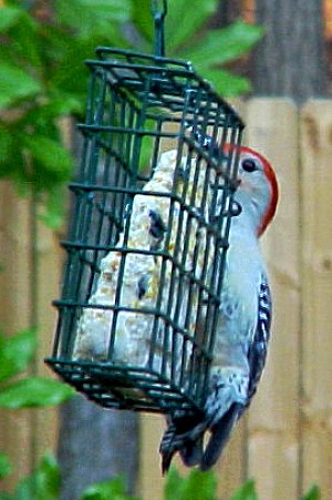 woodpecker at suet
