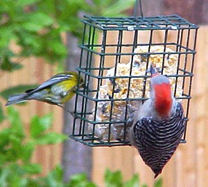 red-bellied woodpecker with pine warbler
