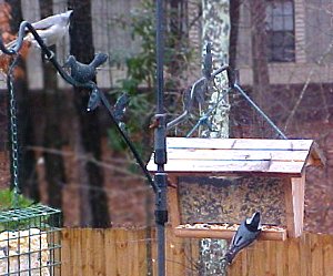 titmouse and nuthatch